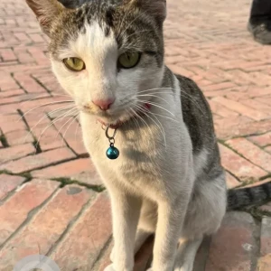 A White and Grey Domestic Shorthair Cat Found from Taragaon Next, Tusal area, Bouddha