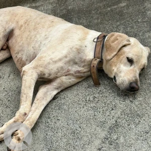 A White-Brown Mix Indie Dog Found from Porvorim, Guirim