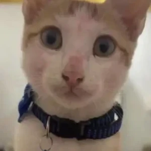 A White-Brown Mix Indie Cat Missing from Khobra Waddo, Calangute