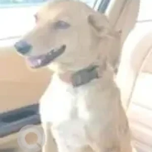 A White-Brown Mix Indie Dog Missing from Nagpur