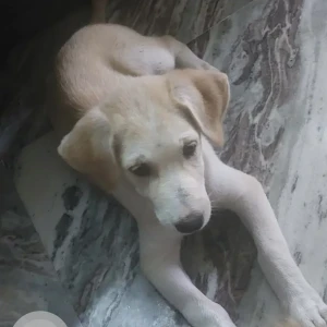 A White-Brown Mix Indie Dog Missing from Tagore Garden Extension, New Delhi-2