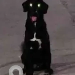 A Black Indie Dog Missing from Jahangirpuri-2