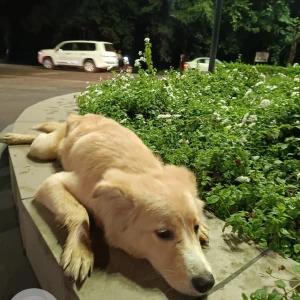 A Brown Indie Dog Found from Pune-3