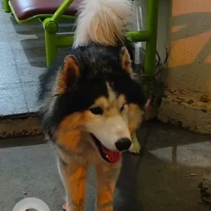 A Black and White Husky Dog Found from Jeevanbhima nagar