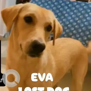 A Brown Golden Retriever Dog Missing from Arambol, Korgao