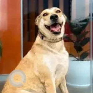 A White-Brown Mix Indie Dog Missing from Poonawalla Fincorp, Koregaon Park