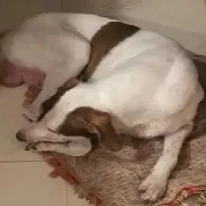 A White-Brown Mix Indie Dog Missing from Nirmal College Kandivali West-2