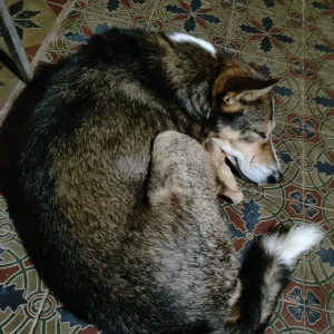 A White-Brown Mix Indie Dog Missing from Caranzalem, Panaji-2