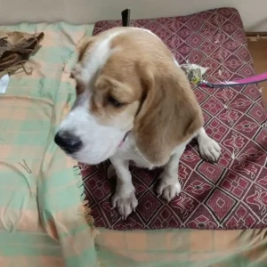 A White-Brown Mix Beagle Dog Found from Shaniwar Peth, Pune