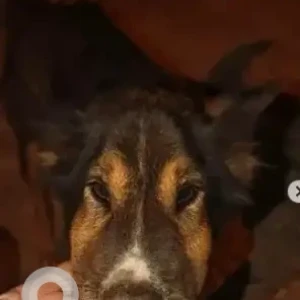 A Black and Brown Indie Dog Missing from Jayanagar 9th block