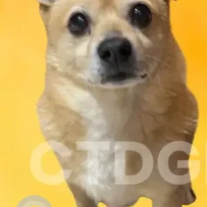 A Light Brown mix Dog Missing from wayne street