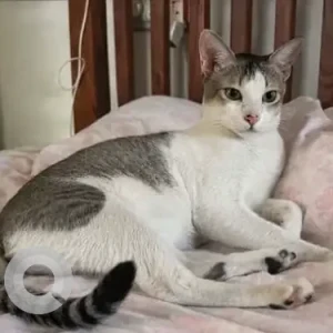 A Grey-White Mix Indie Cat Missing from Koramangala 6th Block