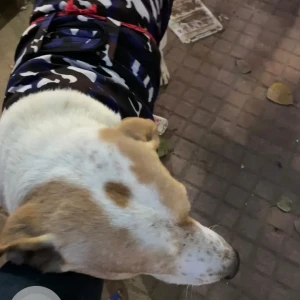 A White-Brown Mix Indie Dog Missing from Sector 40 Market-2