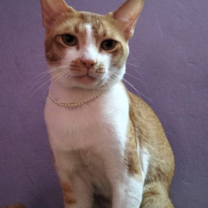 A White-Brown Mix Indie Cat Missing from Kasba Peth, Pune