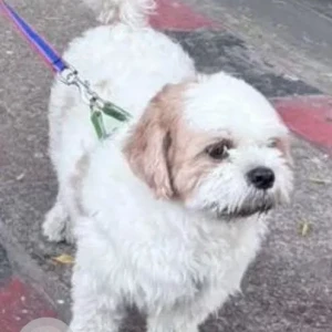 A White-Brown Mix Shih Tzu Dog Missing from Nizamuddin station