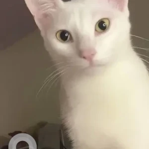 A White Indie Cat Missing from Balbot, Guirim