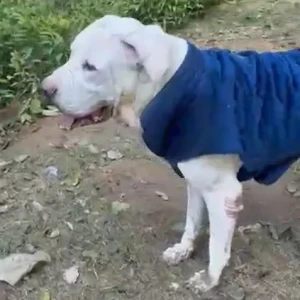 A White Pitbull Dog Found from Deer Park-2