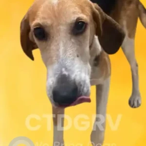 A Black and Brown Mixed Dog Missing from ingleside dr