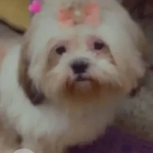 A White-Brown Mix Shih Tzu Dog Missing from Uttarahalli Hobli, Bengaluru-2