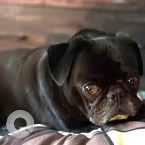 A Black Pug Dog Missing from Main St / High St