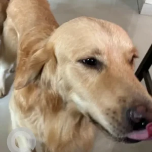 A Brown Golden Retriever Dog Missing from Sanjay Park-2