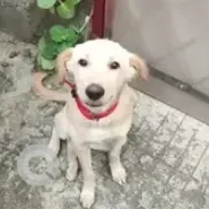 A White Indie Dog Found from Malleshpalya