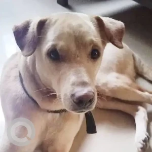 A White Indie Dog Missing from Konem, Priol, Ponda-2