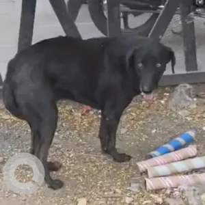 A Black Indie Dog Found from Sindh Colony, Pune