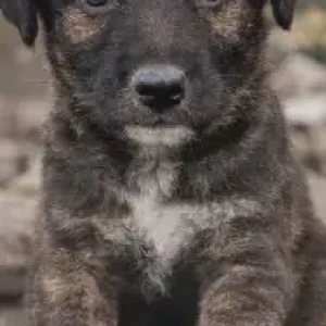 Male Indie Dog Adoption for Adoption in Pune