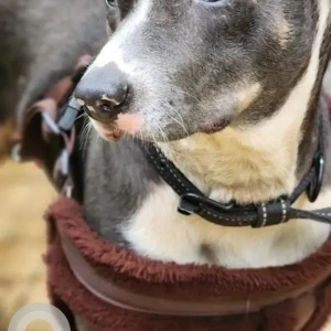 A Black and White Indie Dog Found from Domlur, Bengaluru-2