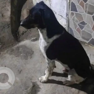 A Black and White Indie Dog Missing from Greater Hyderabad Municipal Corporation West Zone, Hyderabad