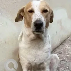 A White-Brown Mix Indie Dog Missing from Huda Market