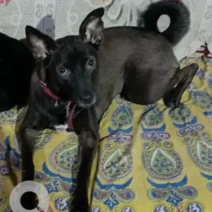 A Black Indie Dog Missing from Raia, Rassaim