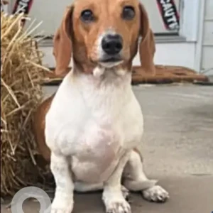 A White-Brown Mix Dachshund Dog Missing from Oak St/Mason St (near Metro Bowl)