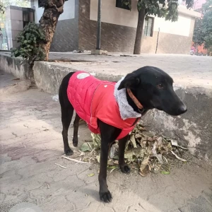 A Black Indie Dog Missing from Panchsheel metro station