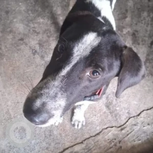 A Black and White Indie Dog Missing from Manjari Budruk, Pune