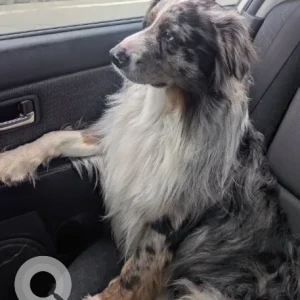 A White and Grey Australian Shepherd Dog Missing from Fort Phoenix/Fort Rd