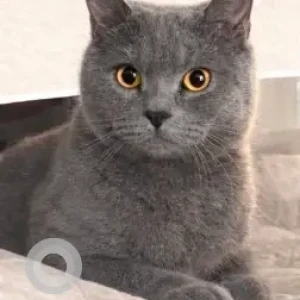 A Grey British Shorthair Cat Missing from Palmera 4, Arabian Ranches 1-3
