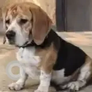 A White-Brown Mix Beagle Dog Missing from Dwarka Sector 12