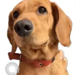 A Brown Cocker Spaniel Retriever mix Dog Found from BTM Metro Station