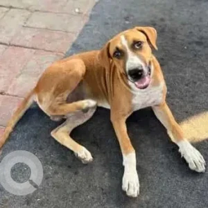 A White-Brown Mix Indie Dog Missing from Siri fort, Gautam nagar, Panchsheel-2