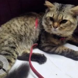 A Black and Brown Indie Cat Found from Malad West, Mumbai