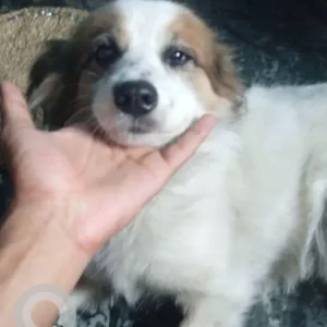 A White-Brown Mix Mix Dog Missing from Kapan akashedhara