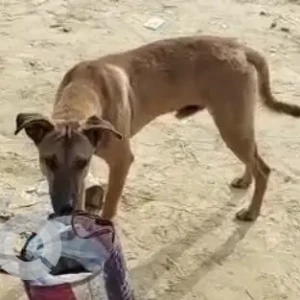 A Brown Indie Dog Found from Shivaji Place