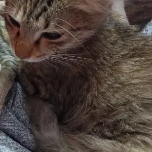 A Black and Brown Indie Cat Missing from Baguiati-2