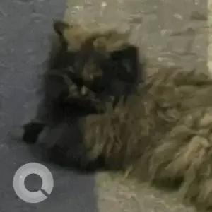 A Black Persian Cat Found from Hamdan Street, next to Starbucks Cafe