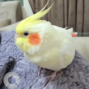 A Other Cockatiel Bird Missing from Oud Metha Near Hessa Homes Building Near Tea junction cafe