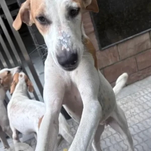 A White-Brown Mix Indie Dog Missing from Yojna Vihar