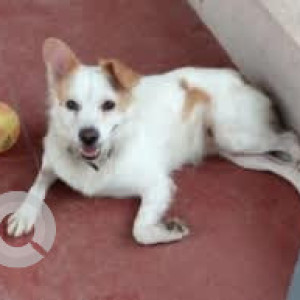 A White-Brown Mix Pomeranian Dog Found from Kalyan Nagar, Bengaluru