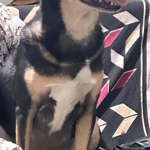 A Black Country breed Dog Missing from Bengaluru-4